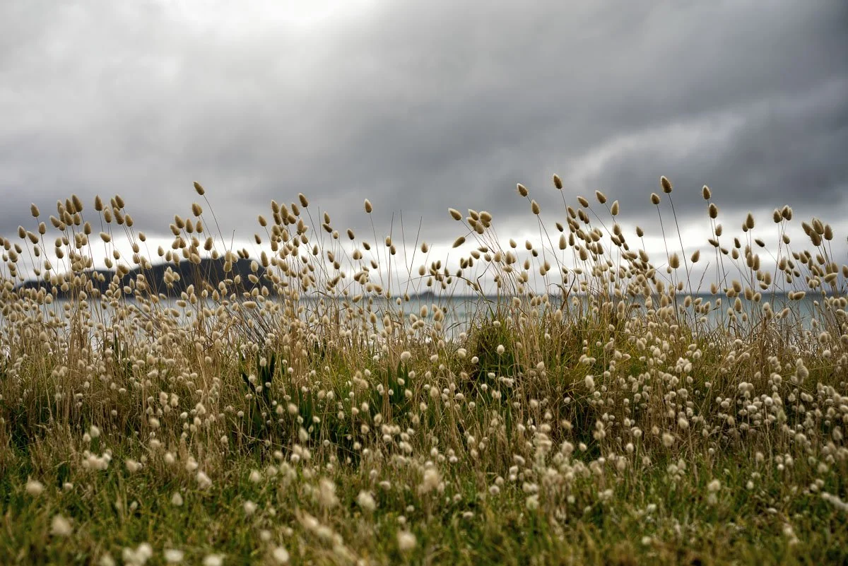 Bunny Tails, Pauanui