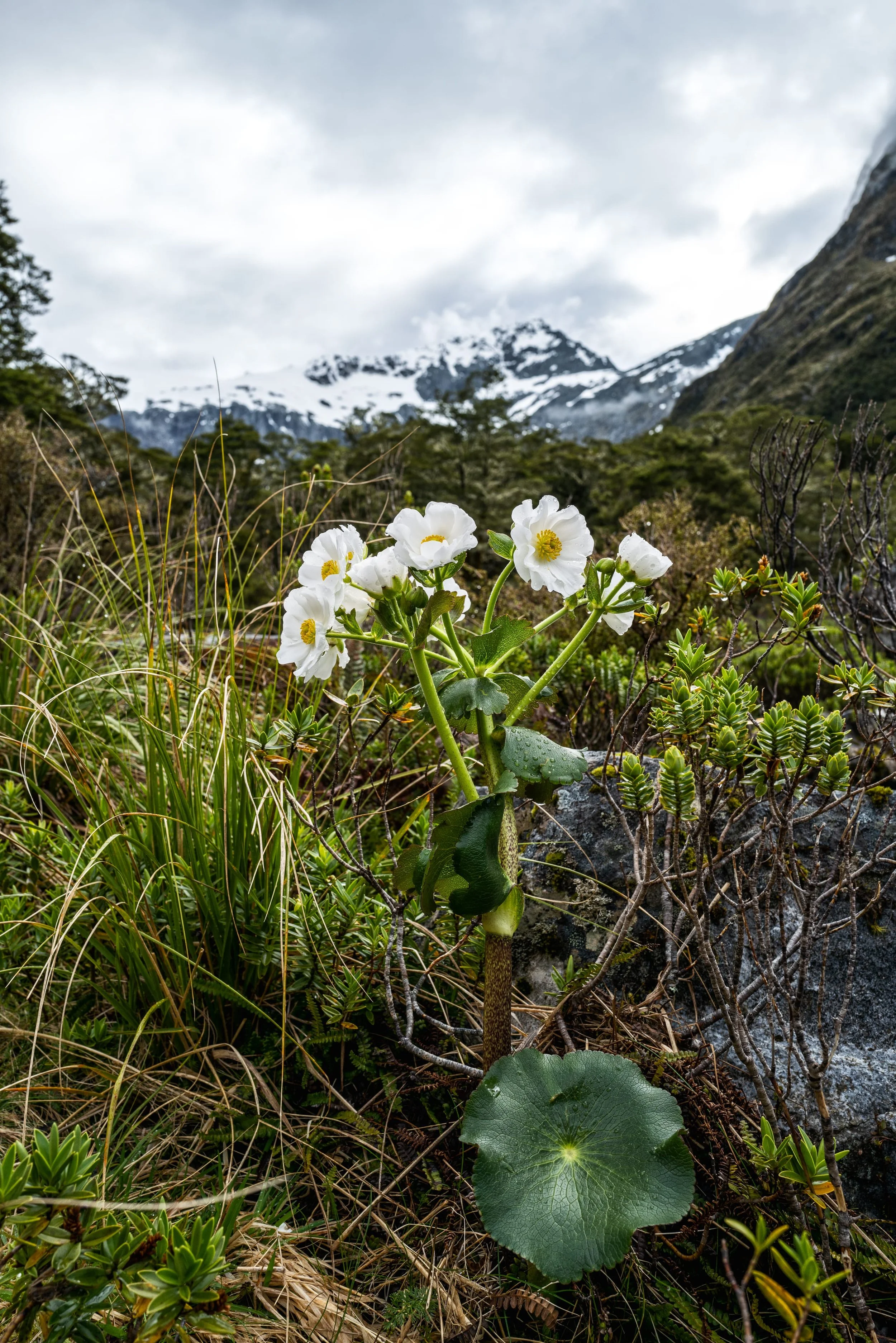 Flower, buttercup, mount, cook, mountain, snow, nature, landscape