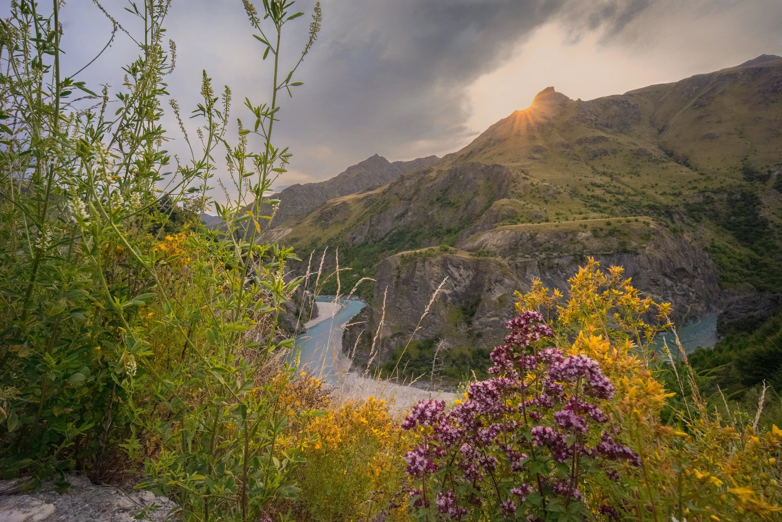 Skippers, Otago, landscape, mountain, sky, clouds, road, valley, flower