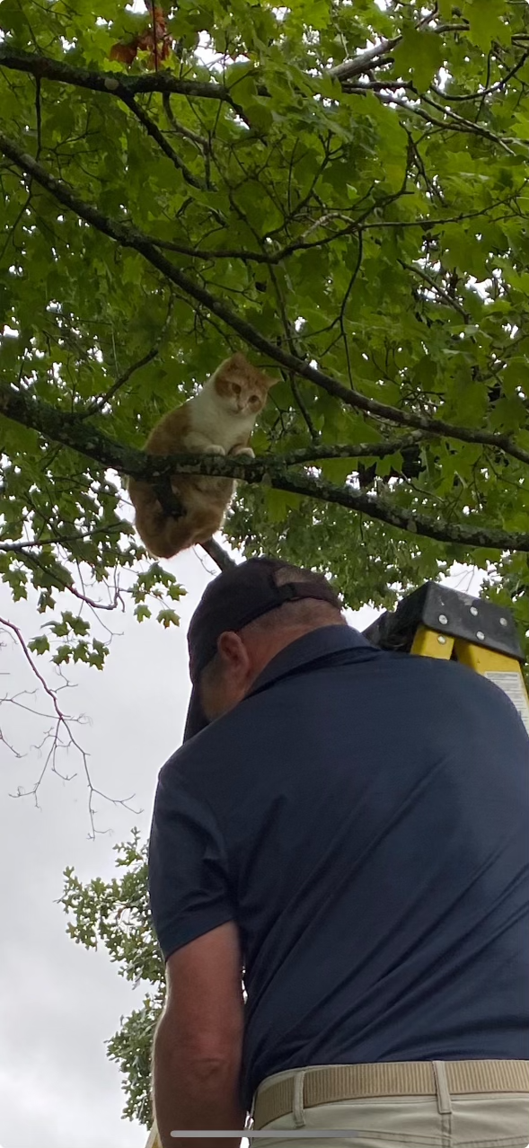a orange and white cat sits on a tree branch while a man climbs a ladder to rescue her