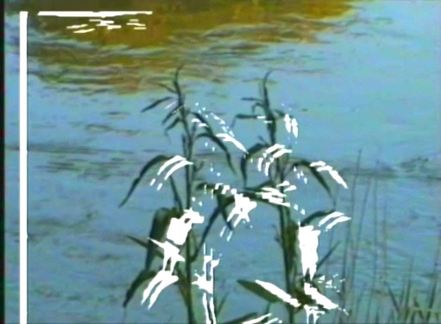 reedsfallback.jpg