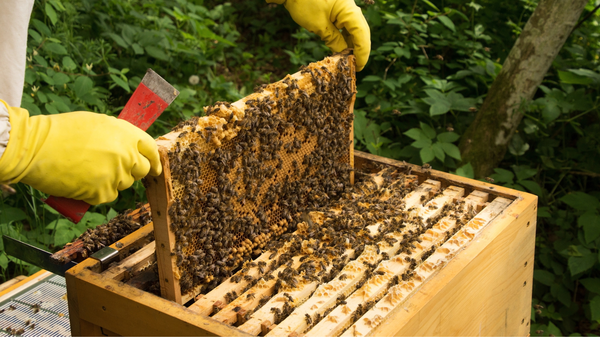 Beekeeping 101: Basics for Starting a Beekeeping Operation — Homemaed ...
