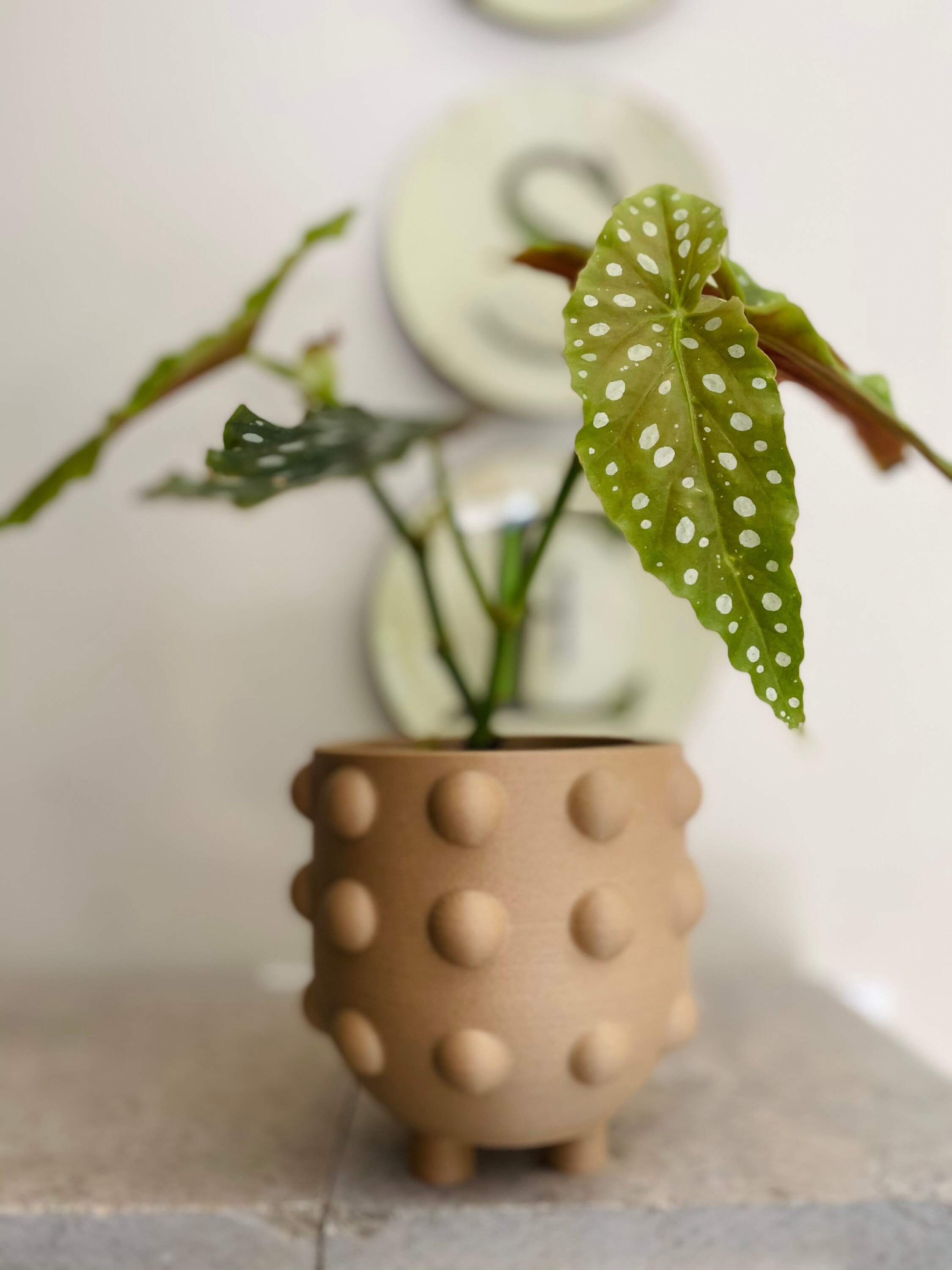 https://i.etsystatic.com/23301702/r/il/cdec03/2901128643/il_fullxfull.2901128643_tpy4.jpg