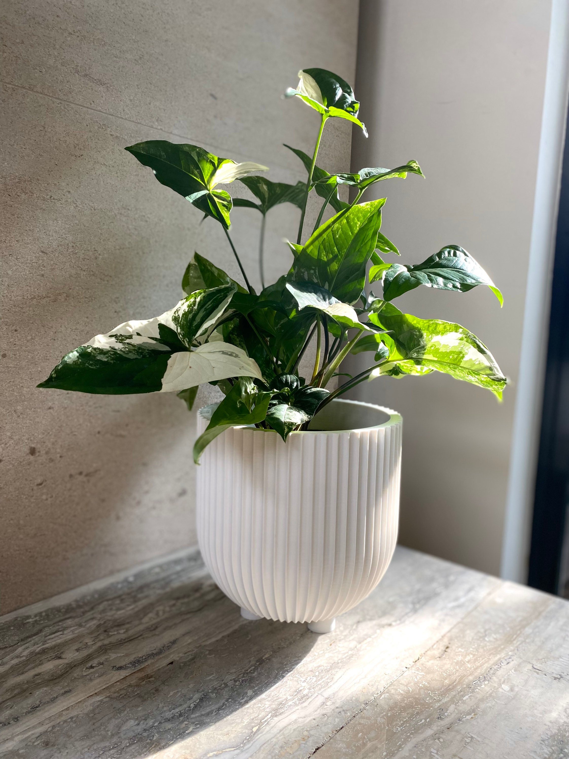 https://i.etsystatic.com/23301702/r/il/8179cc/3687758961/il_fullxfull.3687758961_lssl.jpg