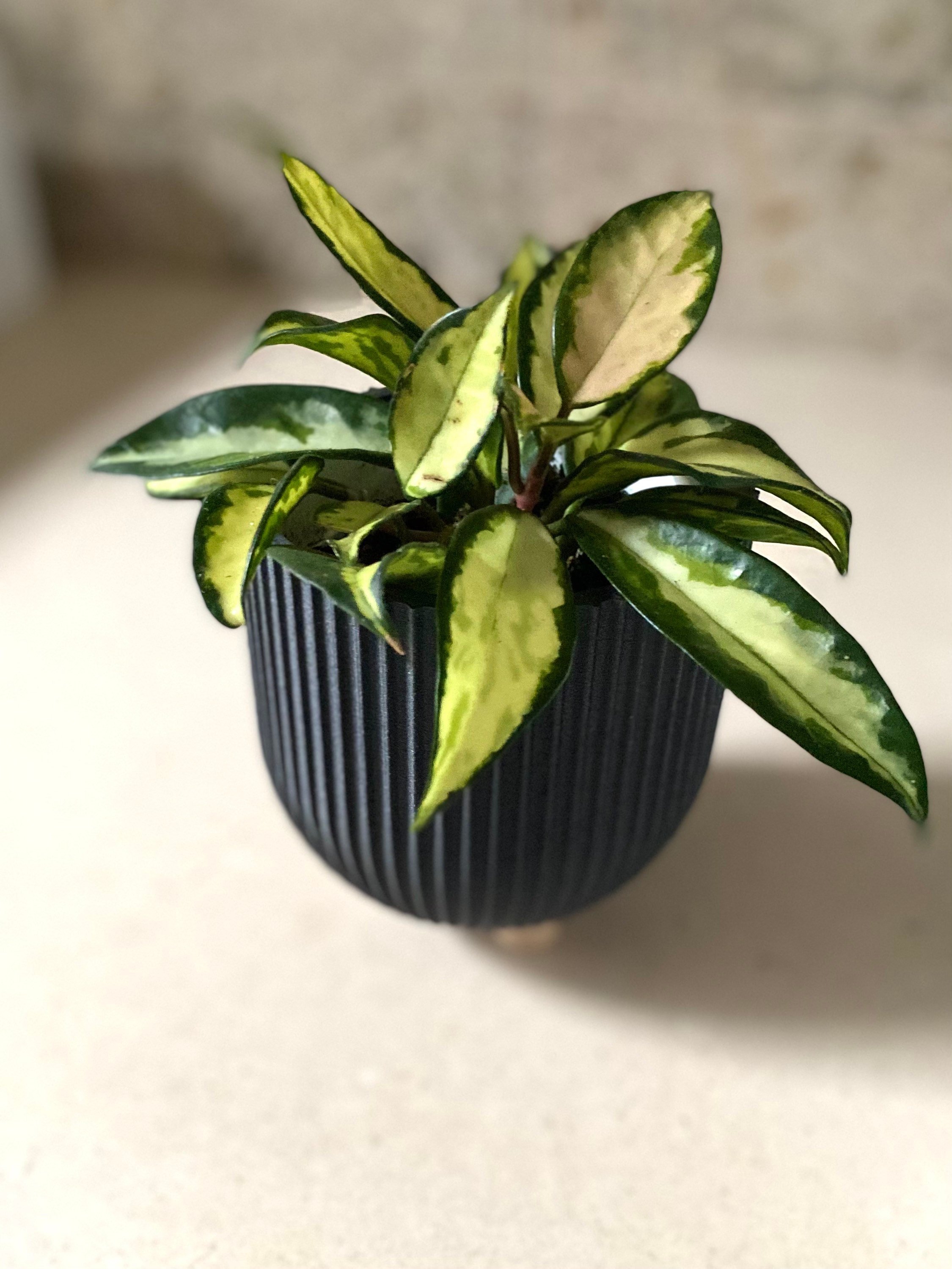 https://i.etsystatic.com/23301702/r/il/1b32ff/3596493750/il_fullxfull.3596493750_5cu8.jpg