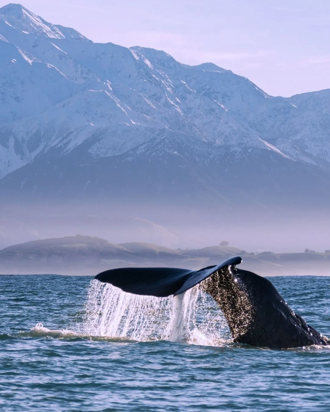 Whale Watching