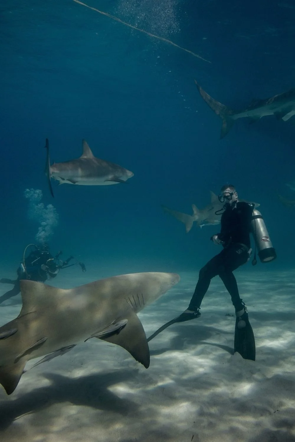 Dive with Bull Sharks