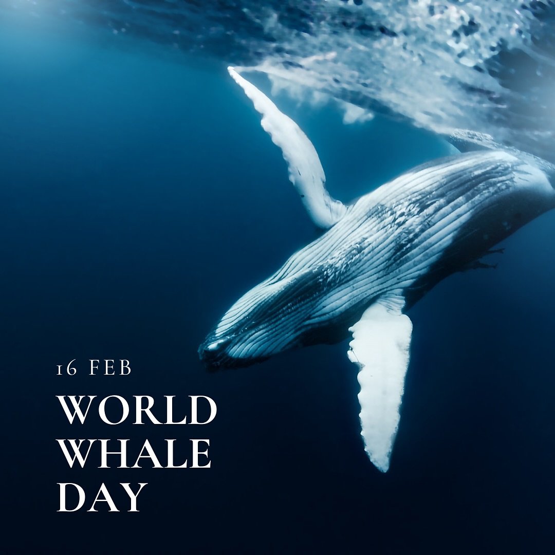 Celebrating World Whale Day in Maui &ndash; the majestic koholā have returned to breed, give birth, and fill our waters with their songs. 

#hawaii #honolulu #yacht #yachtlife #yachtcharter #yachtcrew #yachting #yachtstyle #luxuryyacht #luxurylifesty