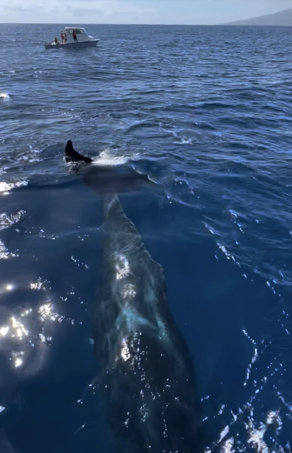 Whale Watching in Hawaii
