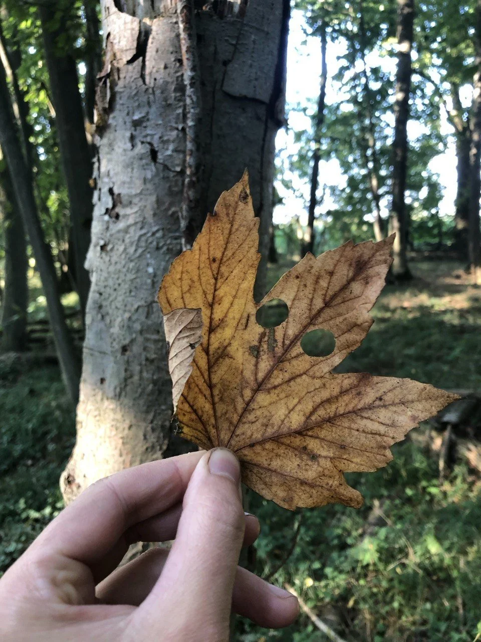 Umsonst und Draußen für Kinder: Herbstzeit ist Wandelzeit