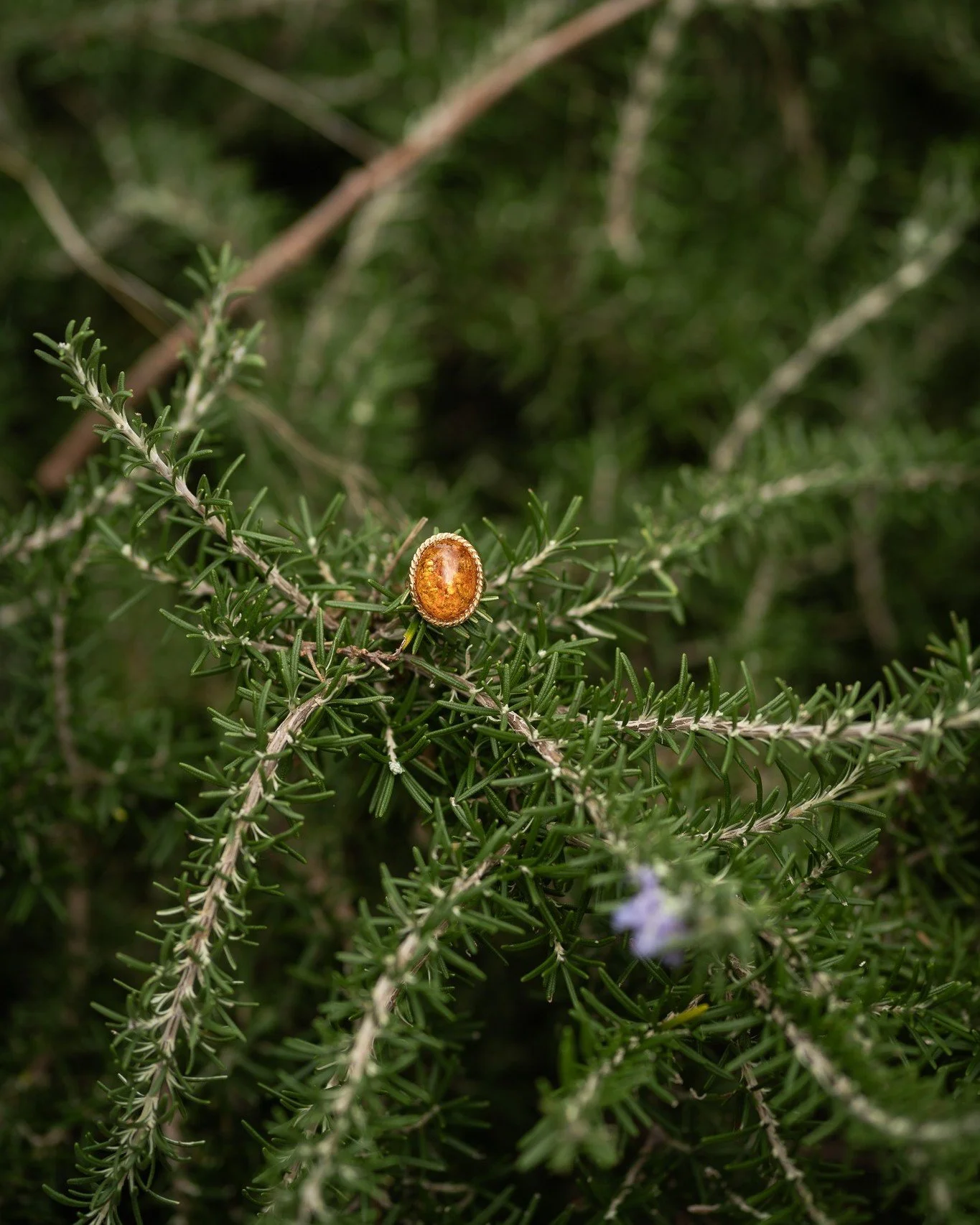 L&rsquo;ambra ha un calore diverso.
Trattiene la luce, come qualcosa che viene da lontano.

Accanto al rosmarino, il suo colore si accende,
si mescola al profumo, alla terra, all&rsquo;aria.

Sono piccoli gesti, quasi invisibili.
Ma sono quelli che s