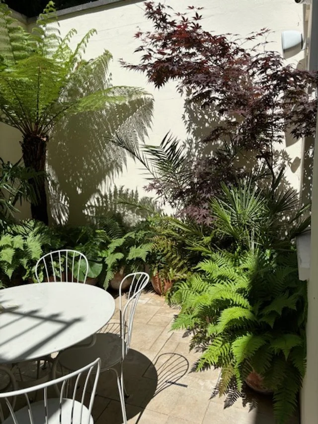 Lightwell and courtyeard garden design in london