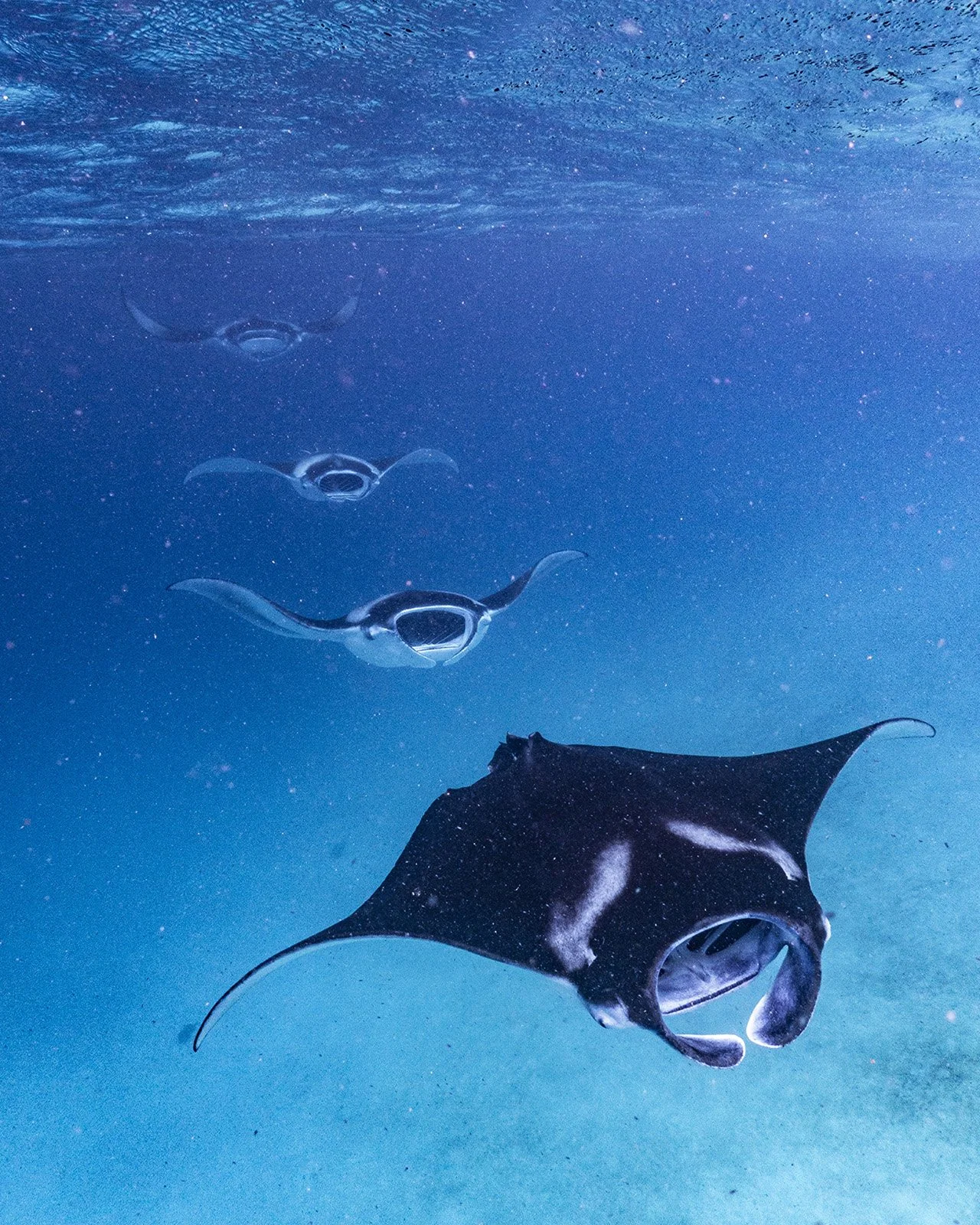 Secrets of the Sea: Four Seasons Resort Maldives at Landaa Giraavaru Reveals Manta "Hot Dates" for 2026-27