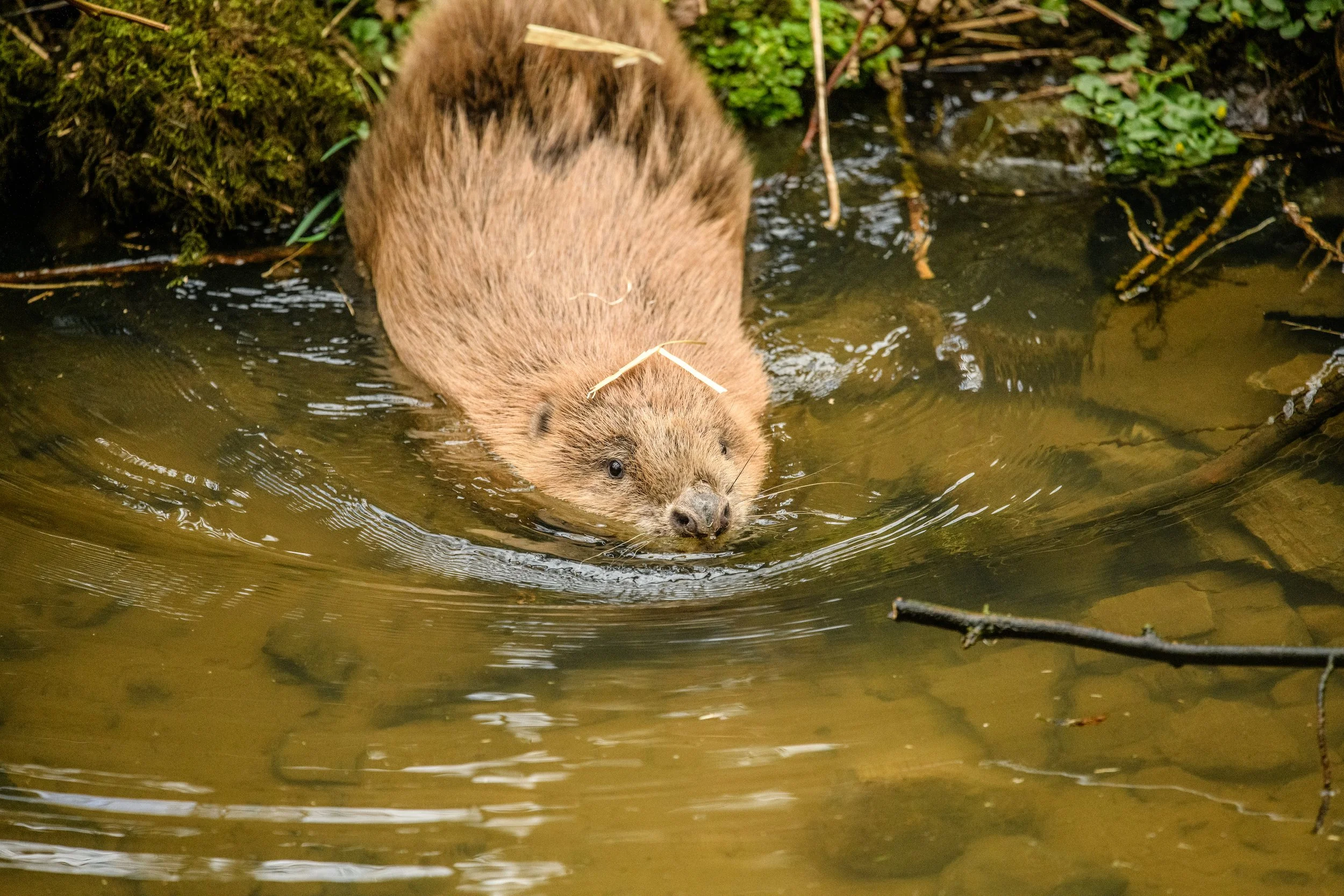 beaver arrival-21.jpg