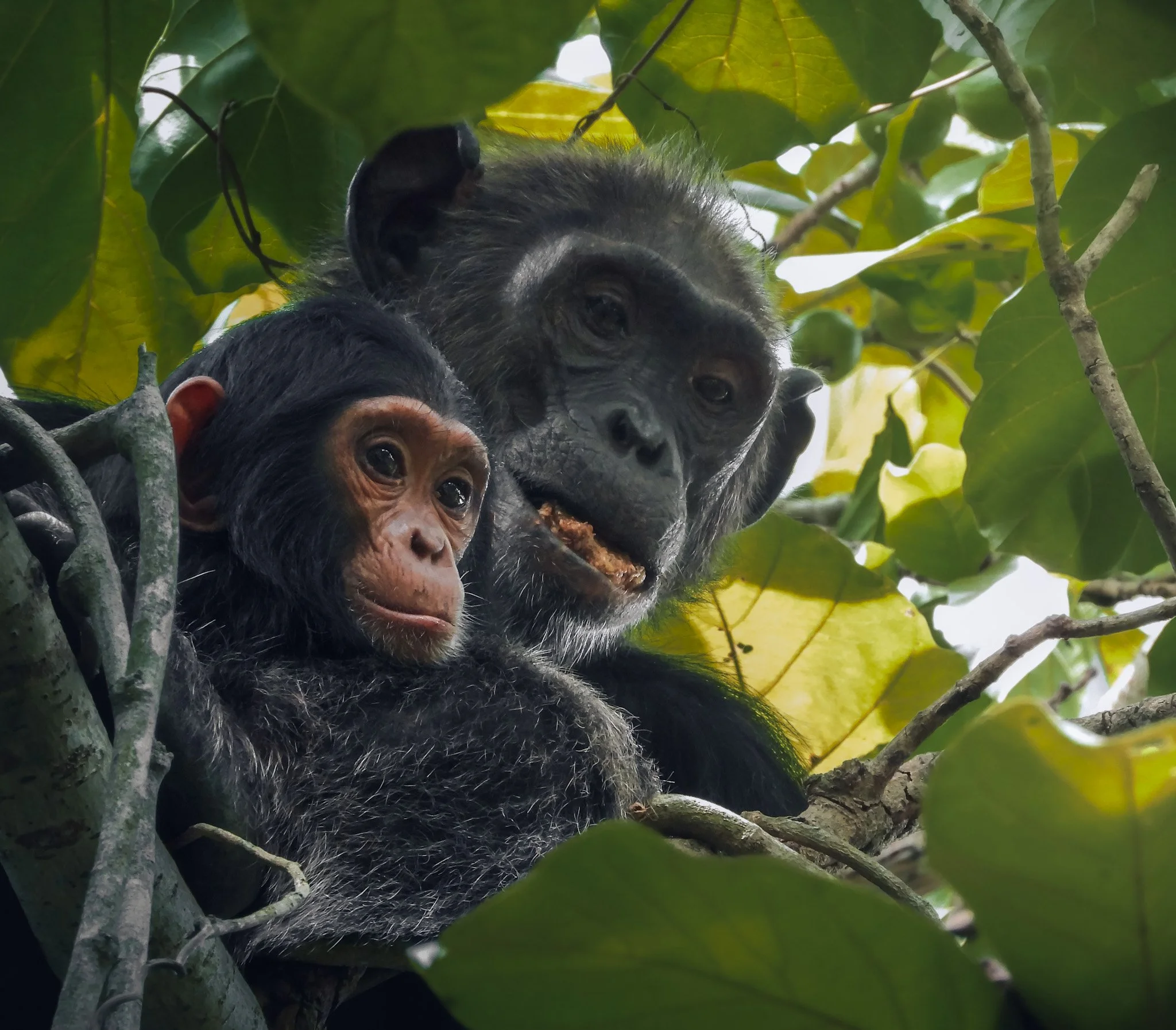 Volcanoes Safaris Partnership Trust First results of Chimpanzee Monitoring Project in Kyambura Gorge, Uganda