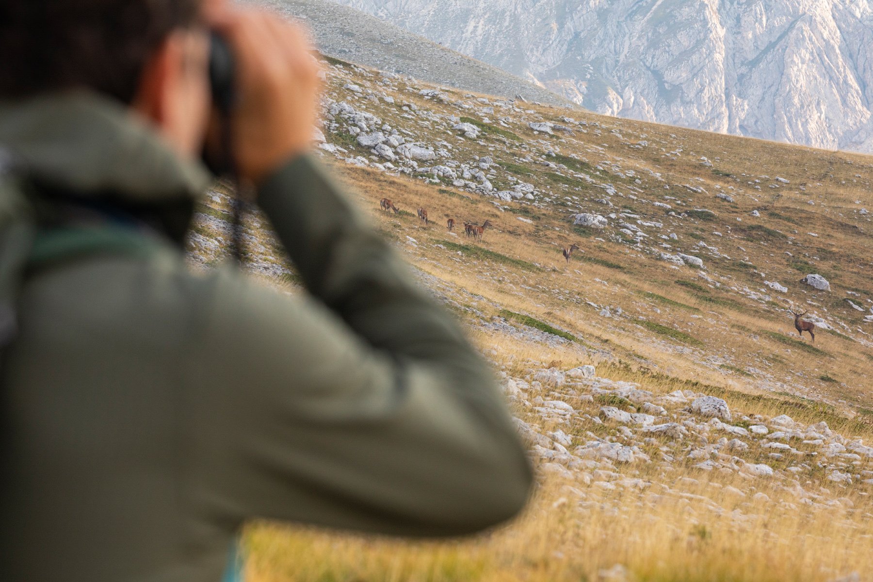 The European Nature Trust Launches 2027 Coexistence Adventures Spotlighting Europe's Great Wildlife Comeback