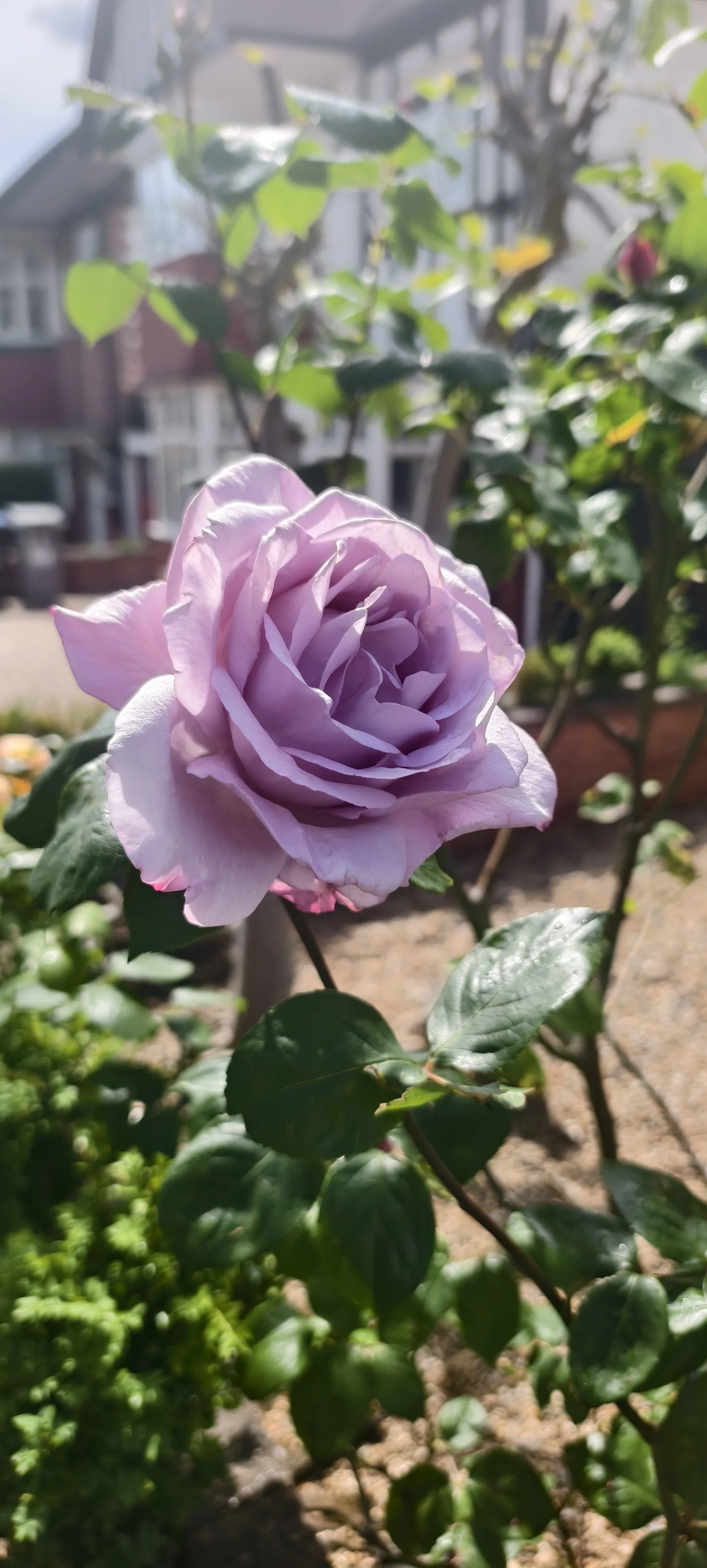 Rose.jpg