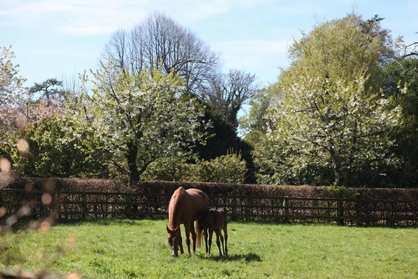 Following on from Magic Day, our horses are making the most of this - along with the sunshine of course! ☀️ 

Magic Day is a specific day in early April when the grass growth is greater than the daily herd demand, with plenty of nutrient-rich grass a