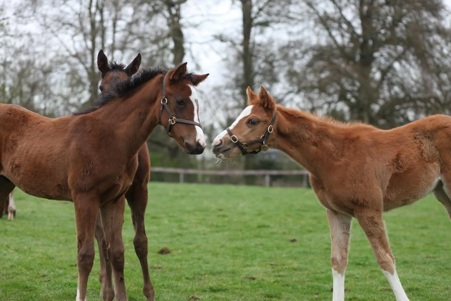 Did you know❓
&nbsp;
Foal clacking is a common way young foals communicate with each other, by clicking their teeth together. It is often referred to as &lsquo;horse baby talk&rsquo; and can help develop hierarchy within a herd. This Starspangledbann