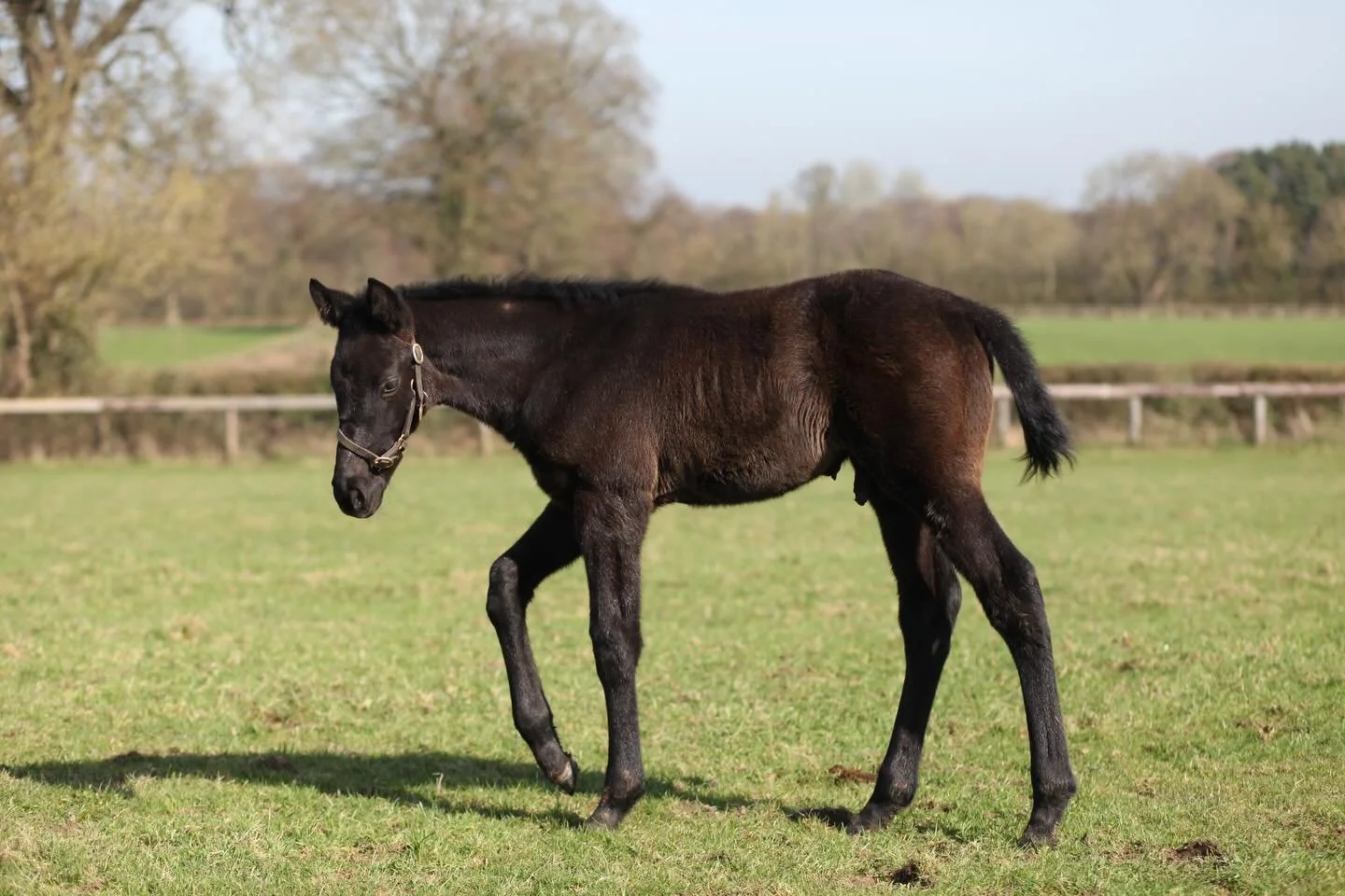 Pictured at just over a month old and already a natural in front of the lens - this King Of Steel colt knows how to strike a pose! #thebarodaway