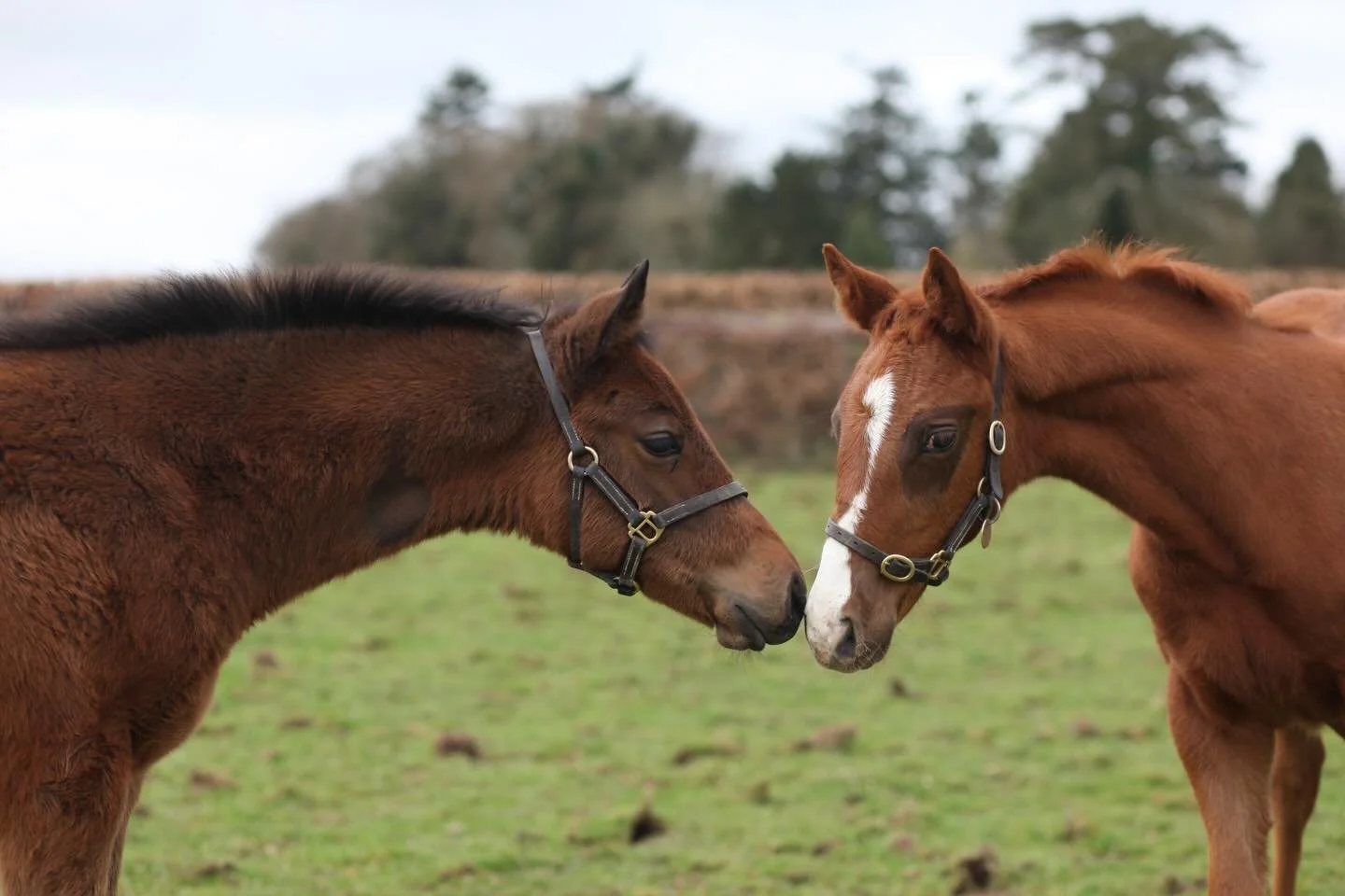 Curious girls! By Lope De Vega and Mehmas, these fillies enjoyed a catch up out in the paddock. As our foals grow, they&rsquo;re grouped together to encourage socialisation, confidence and healthy development. #thebarodaway