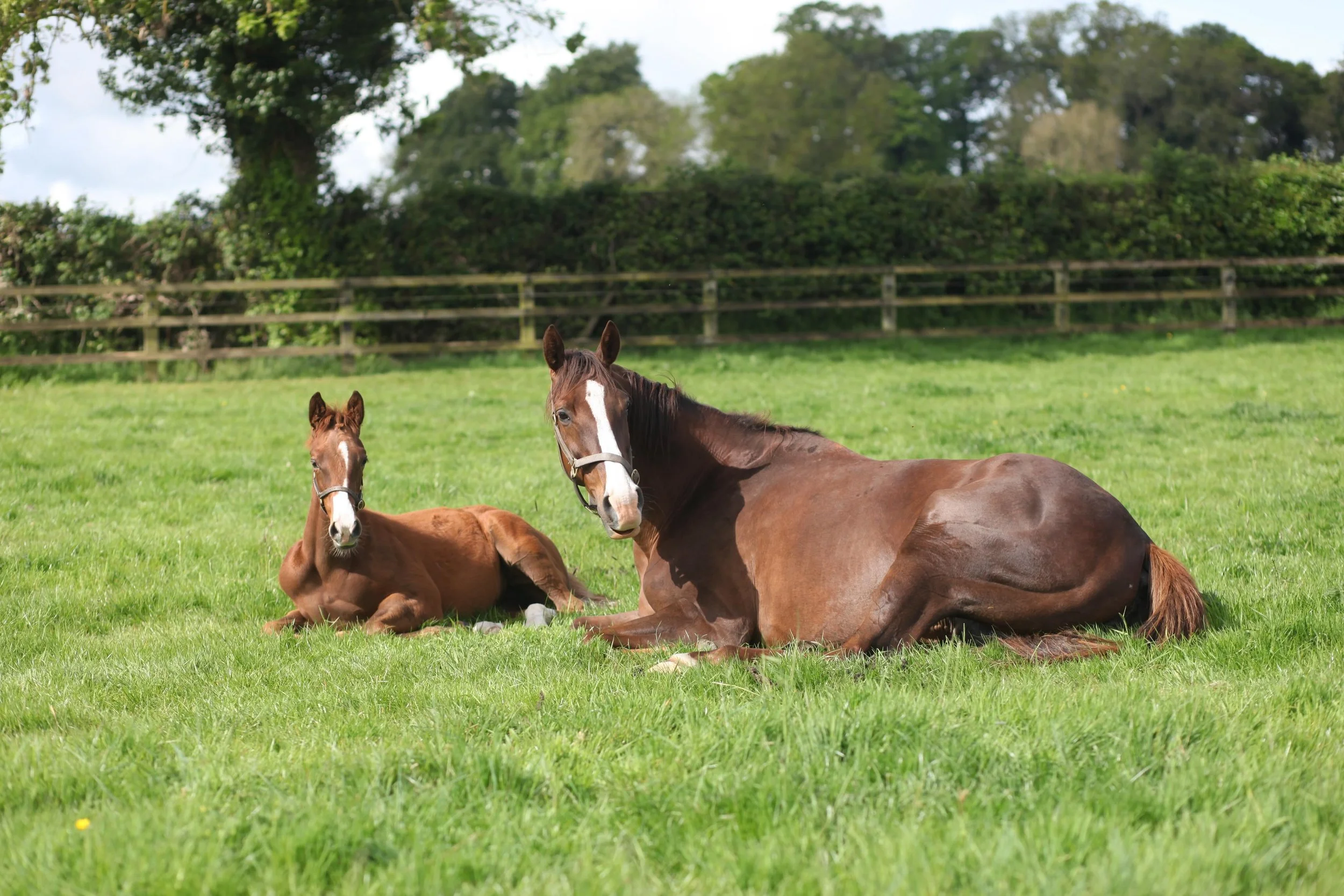This Mehmas filly and her dam enjoying a snooze after breakfast this morning.

#TheBarodaWay