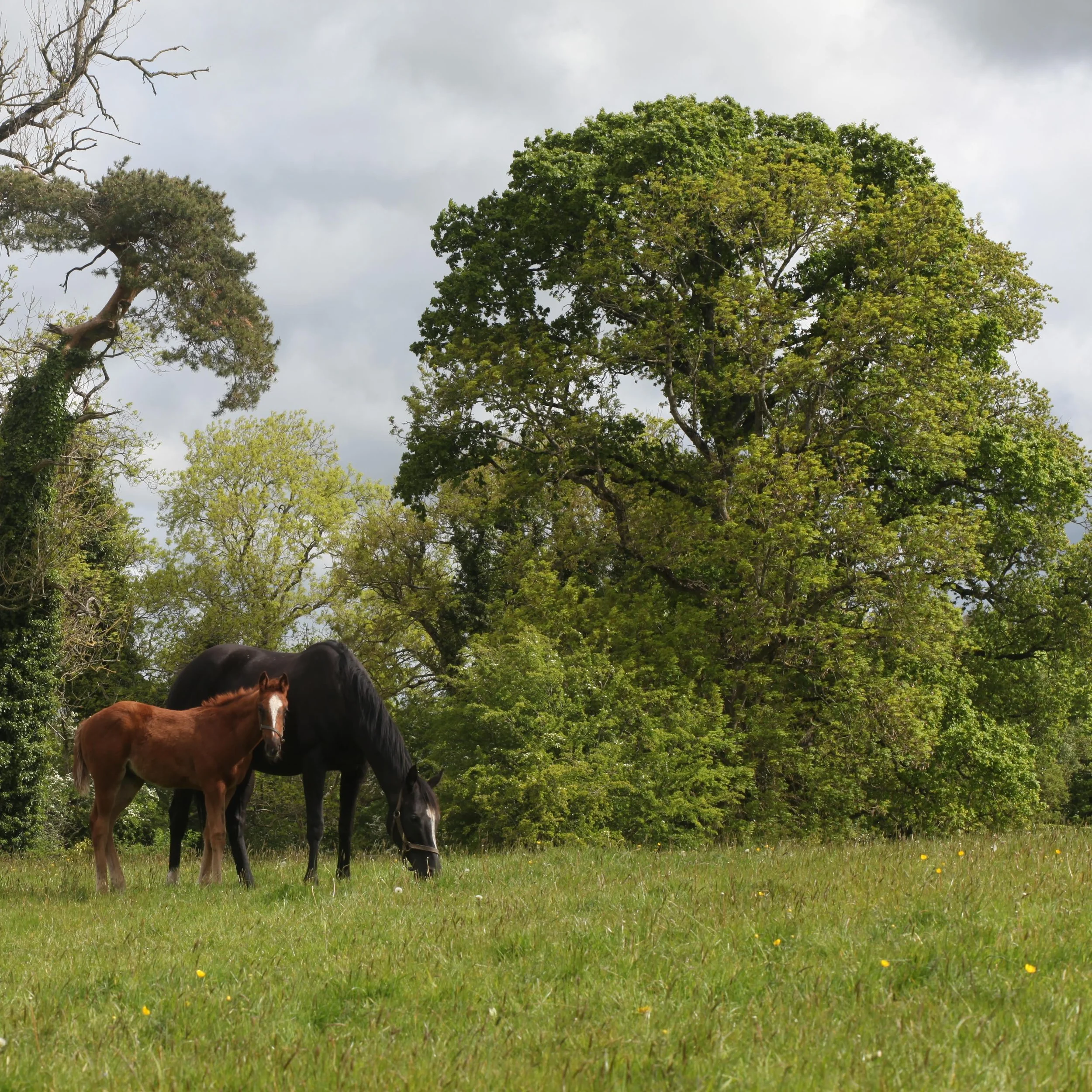 Did you know❓

Baroda Stud is a long established farm steeped in history. The lands were once associated with the nearby Great Connell Priory, founded around 1202. Originally a dairy farm known as Connellmore, the purchase of a yearling full-brother 
