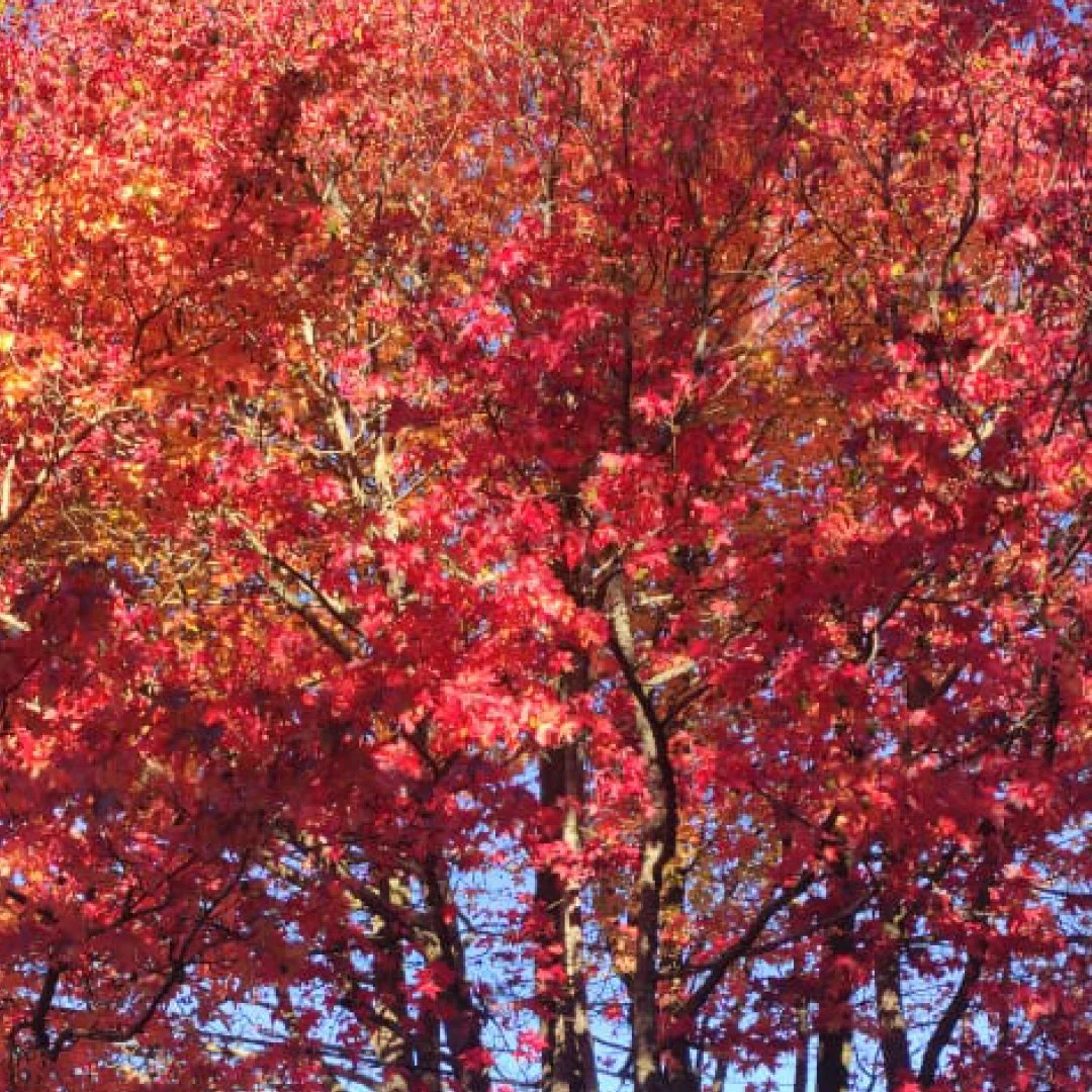 Red leafs tree in Blackheat blue mountains