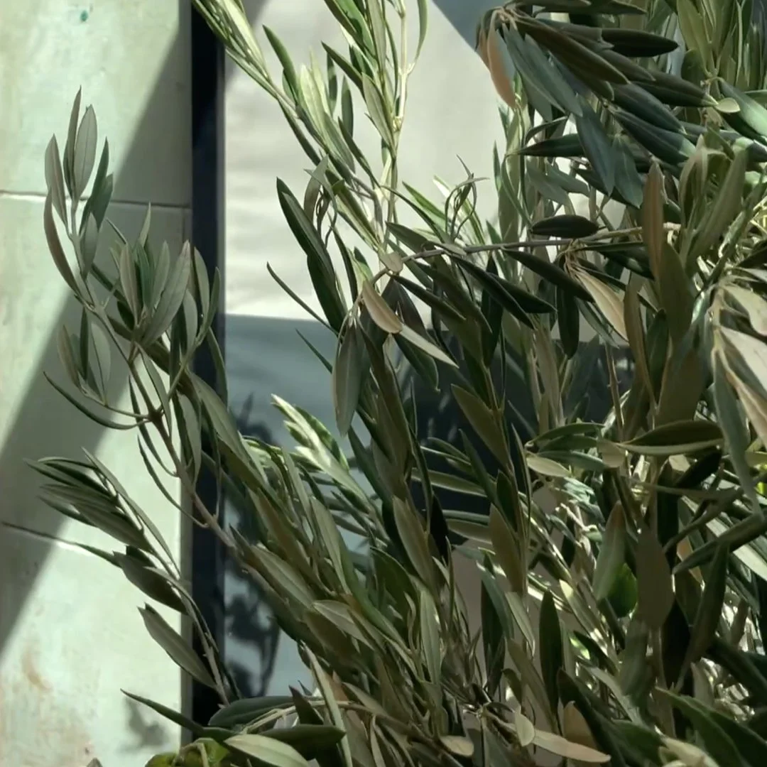 Close-up leafs at the restaurant Totti's in Bondi