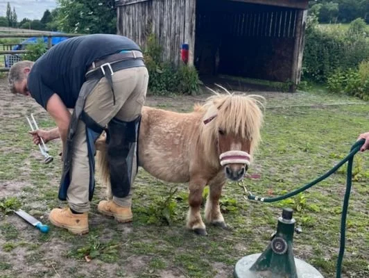 Happy Hooves — The Healing Horse Sanctuary