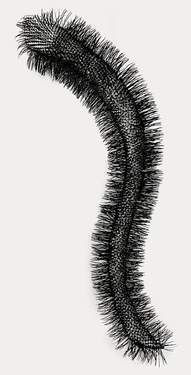 CATERPILLAR