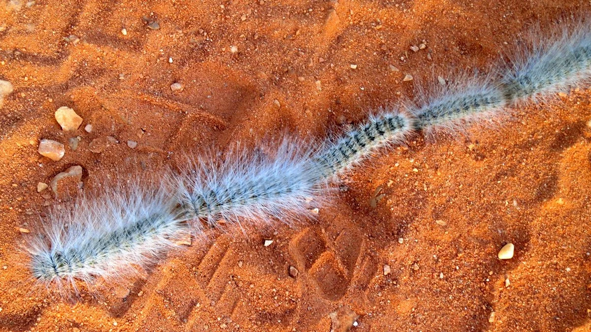 PHOTO: PROCESSIONARY CATERPILLARS
