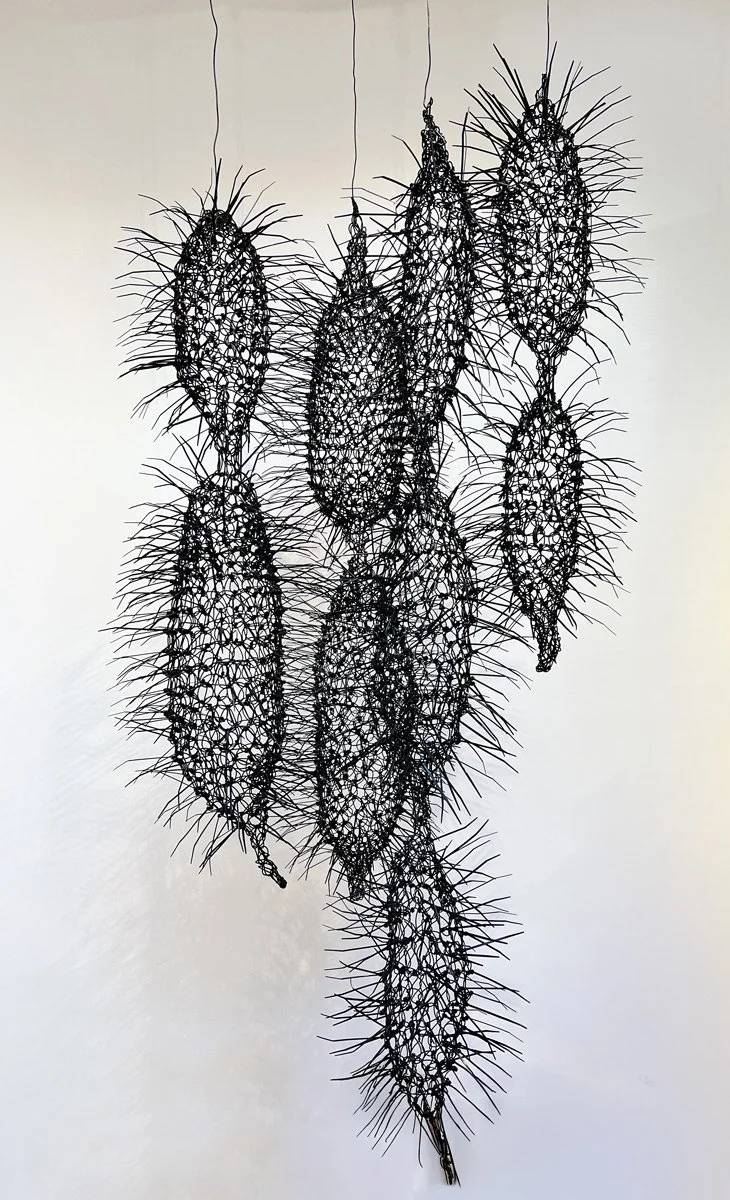CONGA LINES

While in Broom I encountered an amazing line of Processionary Caterpillars moving at a fast pace nose-to-tail in a column about 20 metres long. They looked beautiful against the red earth but are apparently dangerous to the unwary. They 
