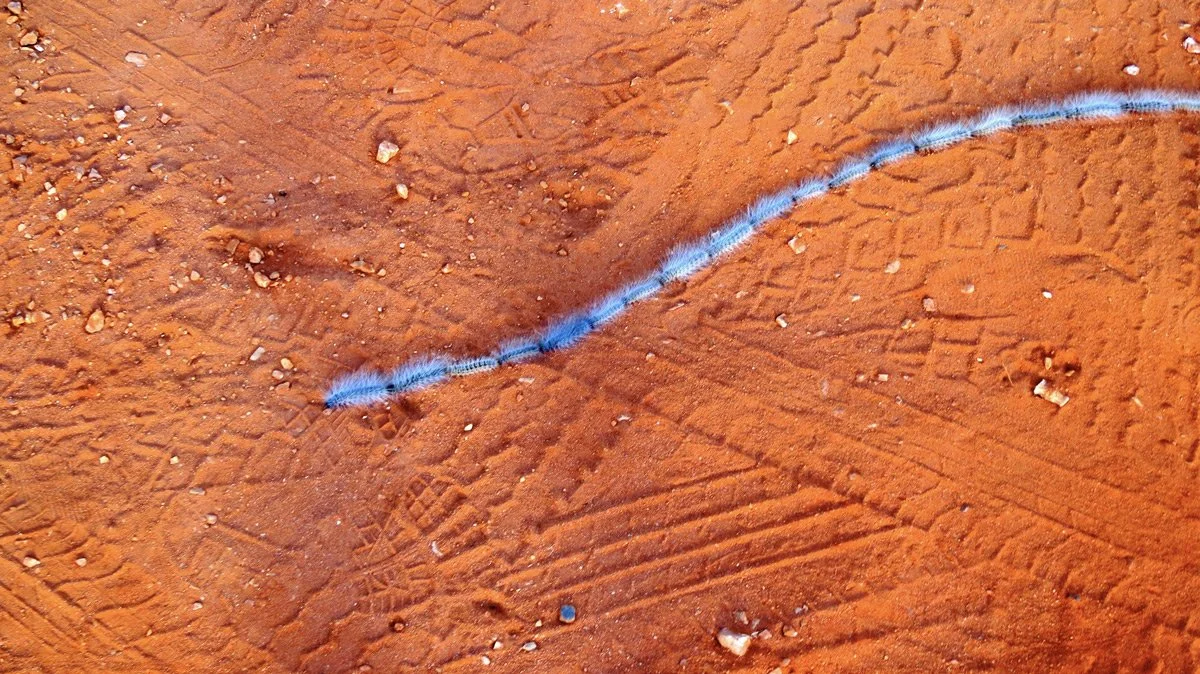PHOTO: PROCESSIONARY CATERPILLARS
