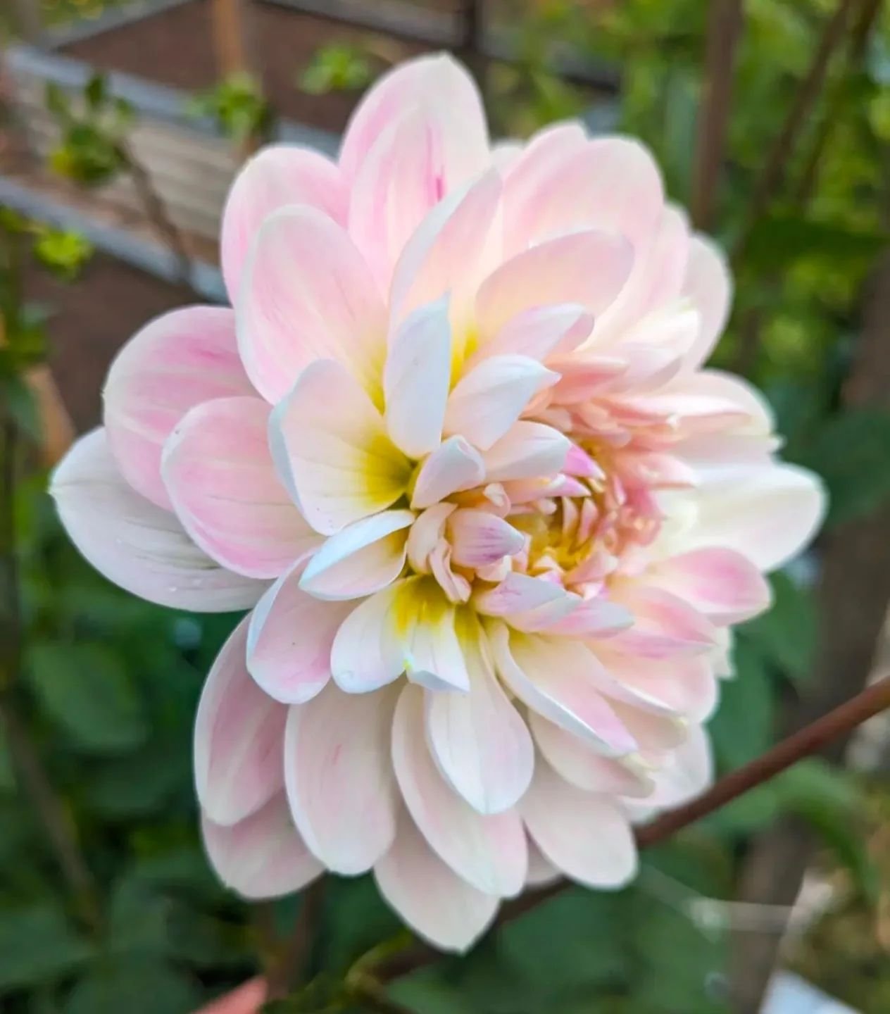 I'm running another little giveaway! This time for a tuber of the coveted Kelgai Ann 🦄 with free postage to the usual states from Vic (no NT, WA or Tas - sorry!).

Drawn 1st October 2024. 

Just:

1) Like this post
2) Tag 3 friends 
3) Follow my acc