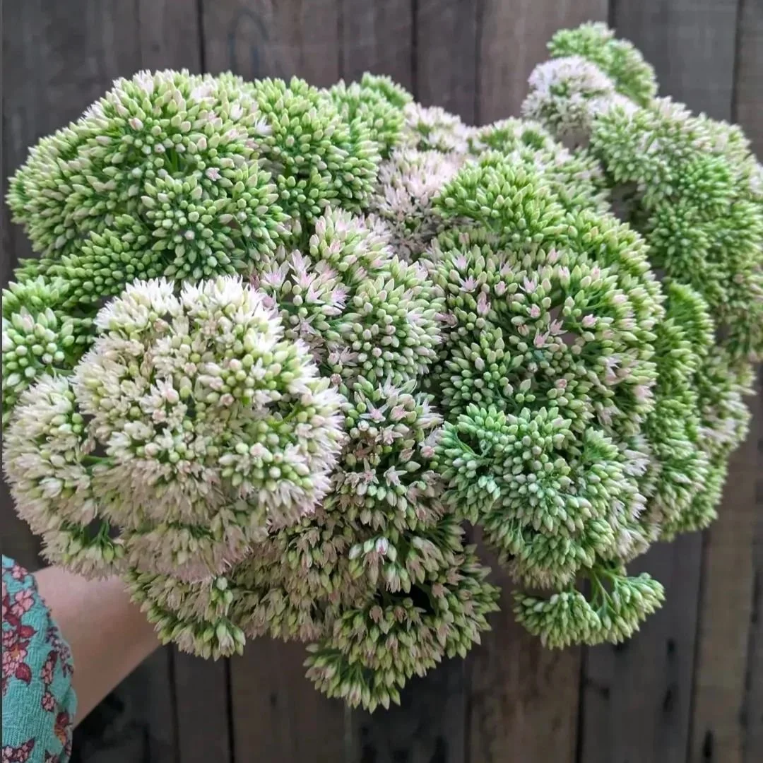 I still have Sedum 'Autumn Joy', Sea Holly and Aster 'Blue Gown' tubestock available on the website. Also Lucky Dip chrysanthemums (label mix-up) which are almost certainly 'Stoakes Big Boy'.

Go to www.twistcreekflora.com.au/shop or find the link in