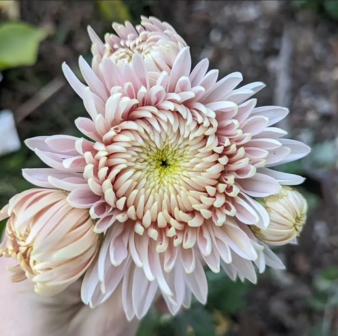 ~ Chrysanthemum Update ~

I've started slowly posting out live plants (chryssies and all others) in the order that they were placed. I will email you to notify that your order has been fulfilled once posted so that you may keep an eye out for your Ex