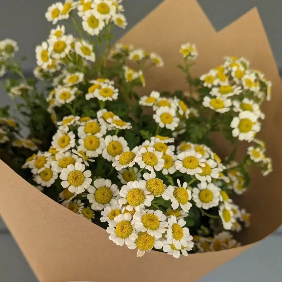 You can pre-order your feverfew now for Christmas Day. $35 and $55 wrapped bunches available; pick-up Dec 23rd.