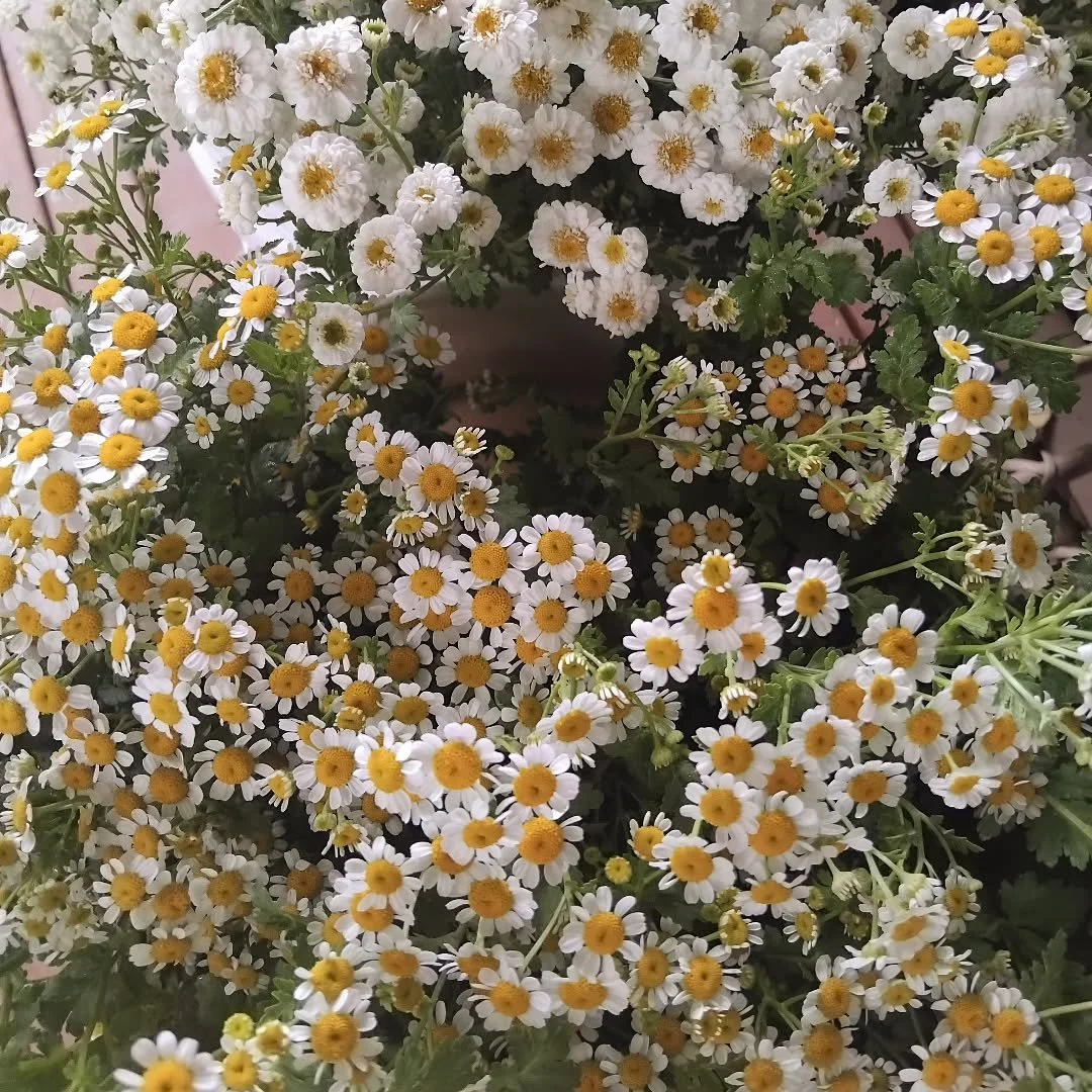 I am flush with feverfew - please DM for wholesale and retail enquiries.
