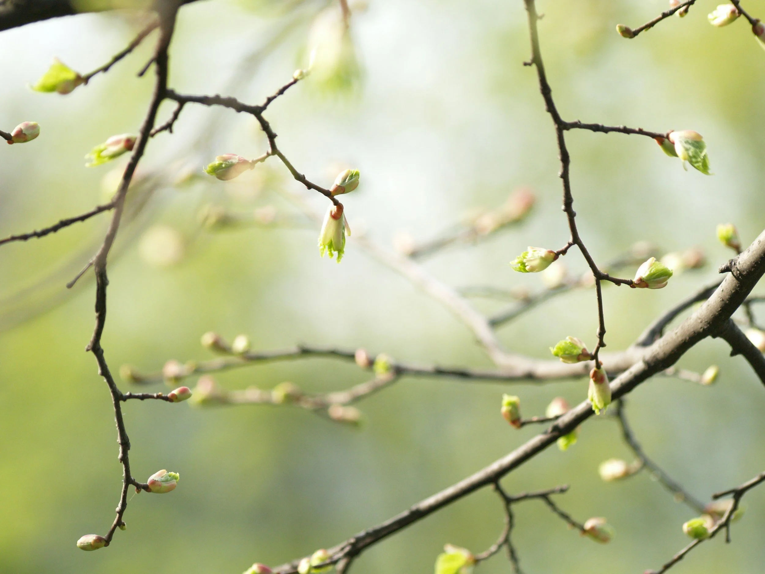 Tree branches with small, budding green leaves and flower buds.