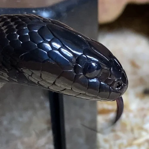 Photo inspiration: Kingsnake Nutrition Guide Reference: Mexican Black Kingsnake Care Guide