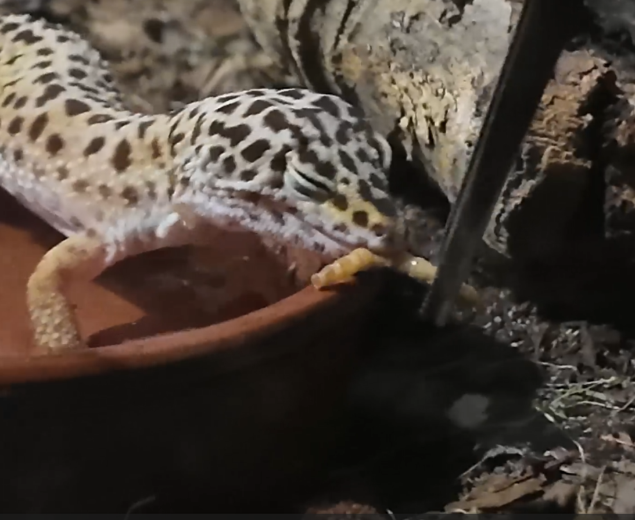 Leopard Gecko Care Sheet — Reptiles and Research - Leopard Geckos Eating Snakes Daily As Adults