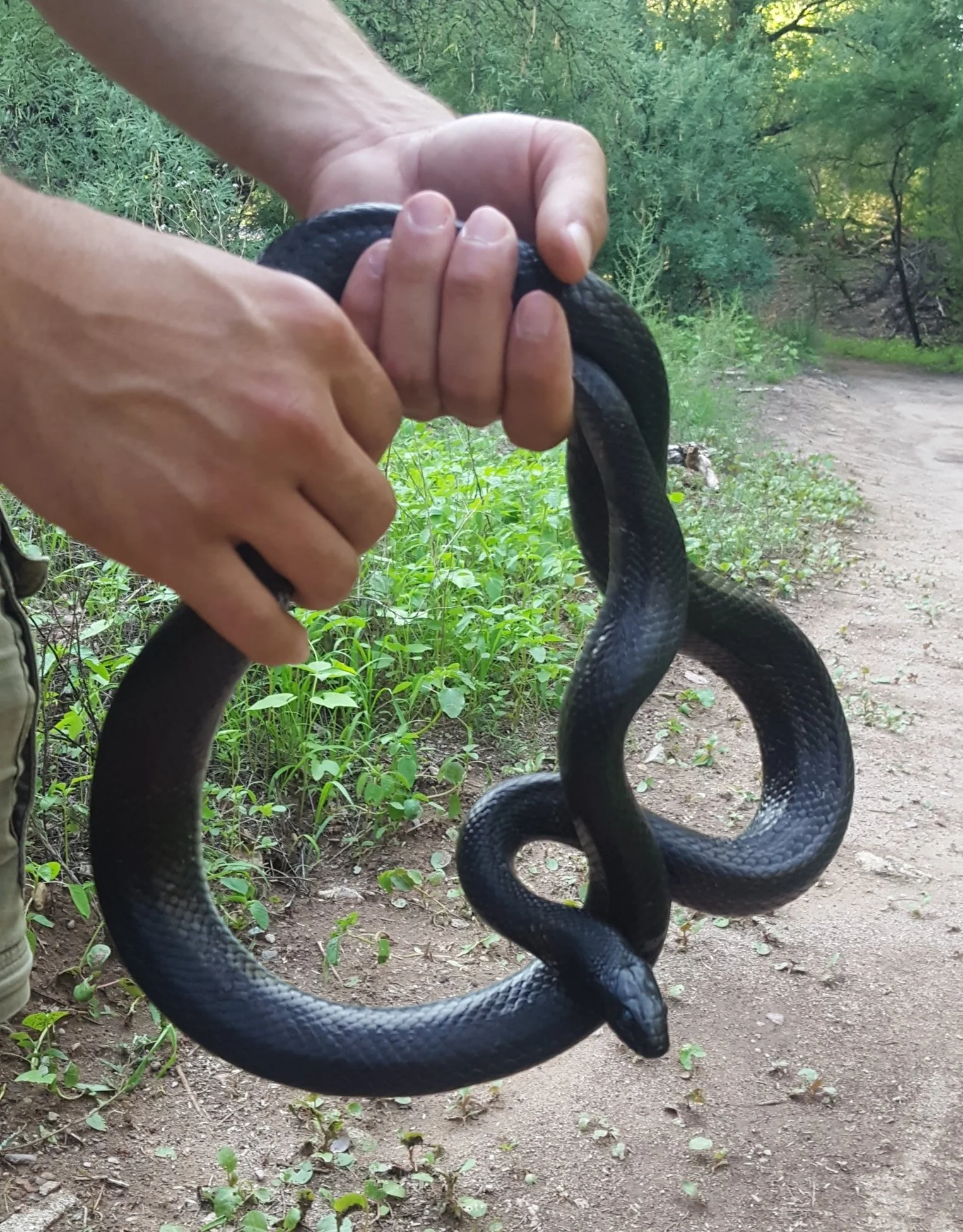 Mexican Black Kingsnake Care Guide Reptiles And Research mexican-black-kingsnake-care-guide-reptiles-and-research