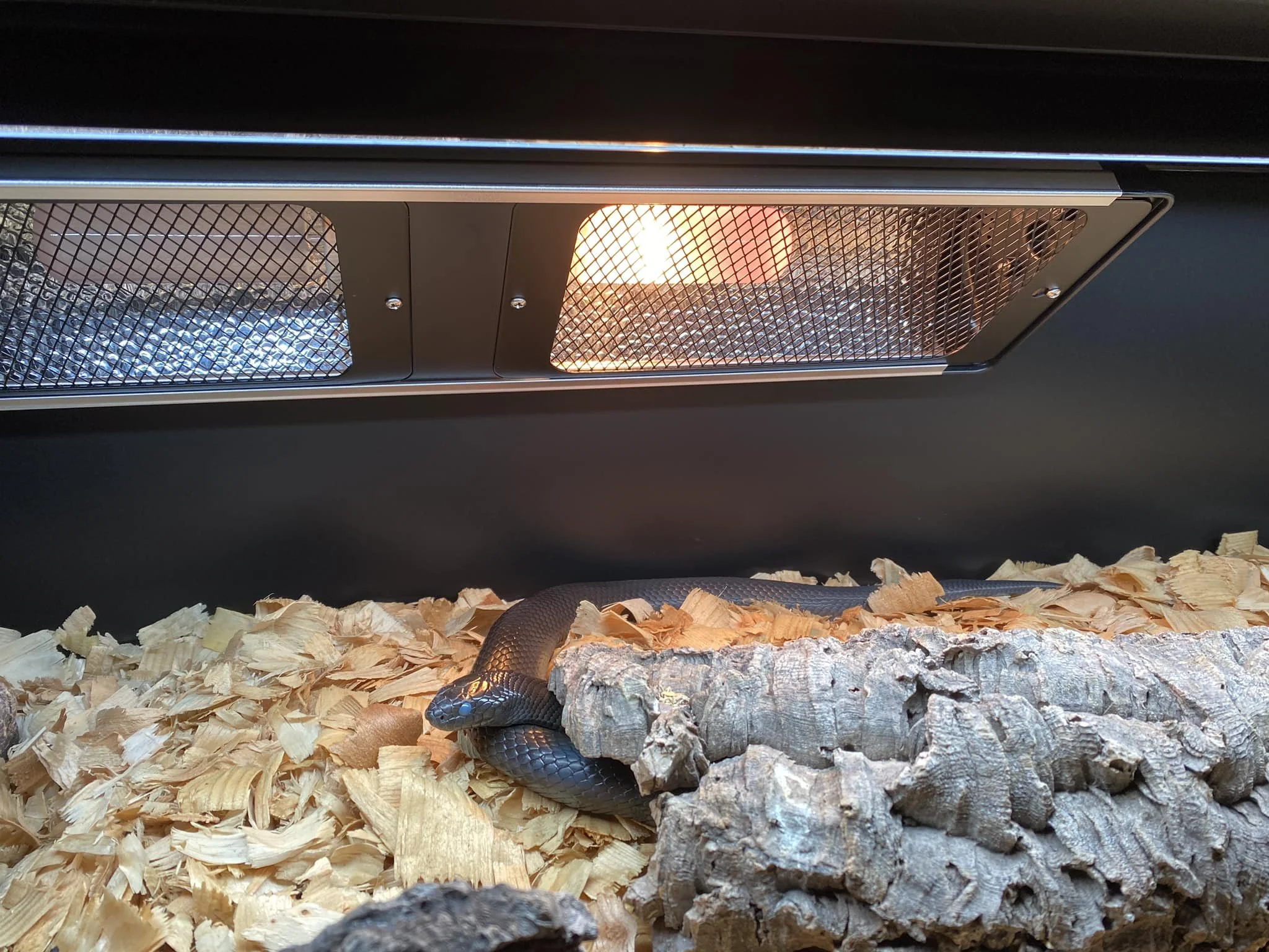 Mexican Black Kingsnake Care Guide — Reptiles and Research