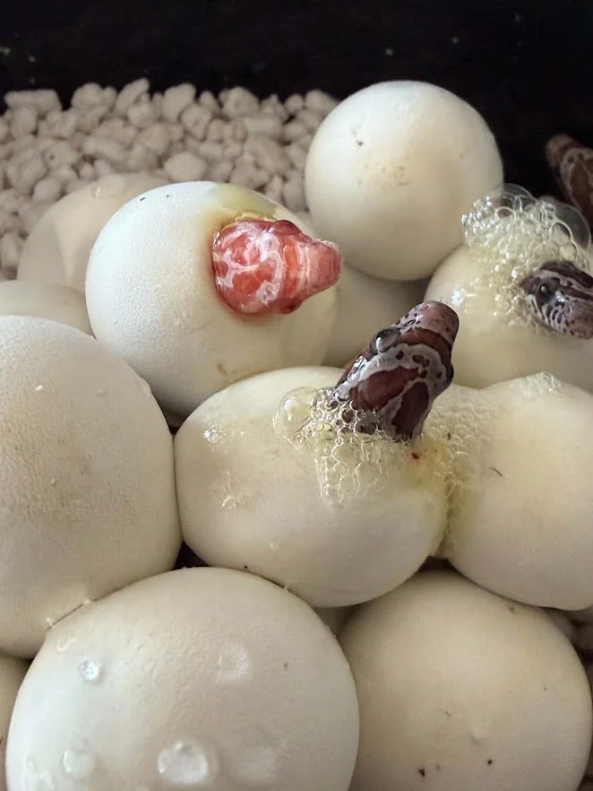 How To Incubate Corn Snake Eggs
