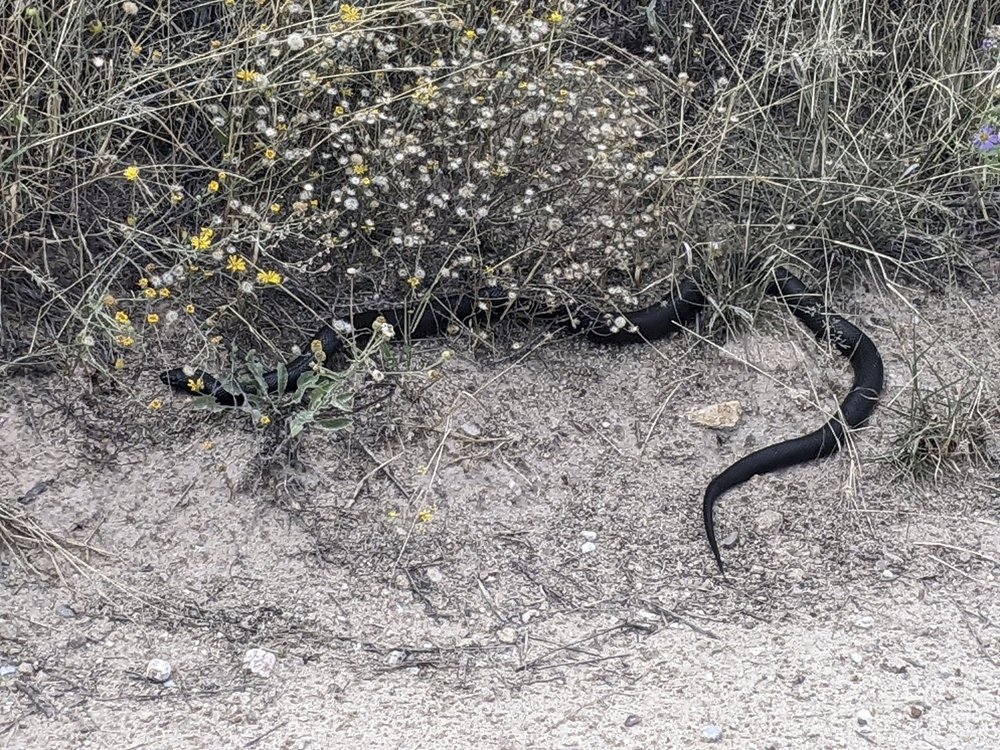 Mexican Black Kingsnake Care Guide — Reptiles and Research