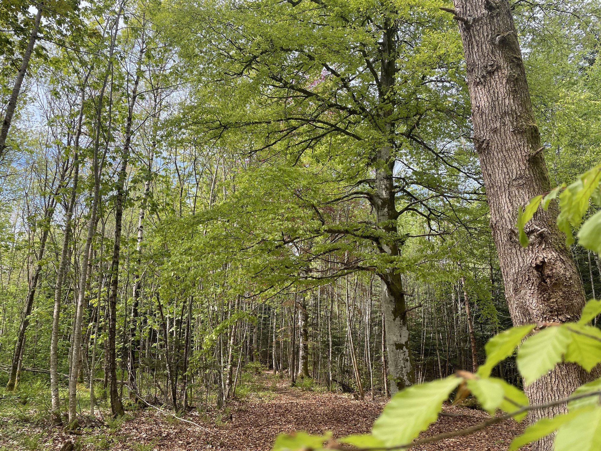 Liv i skogen