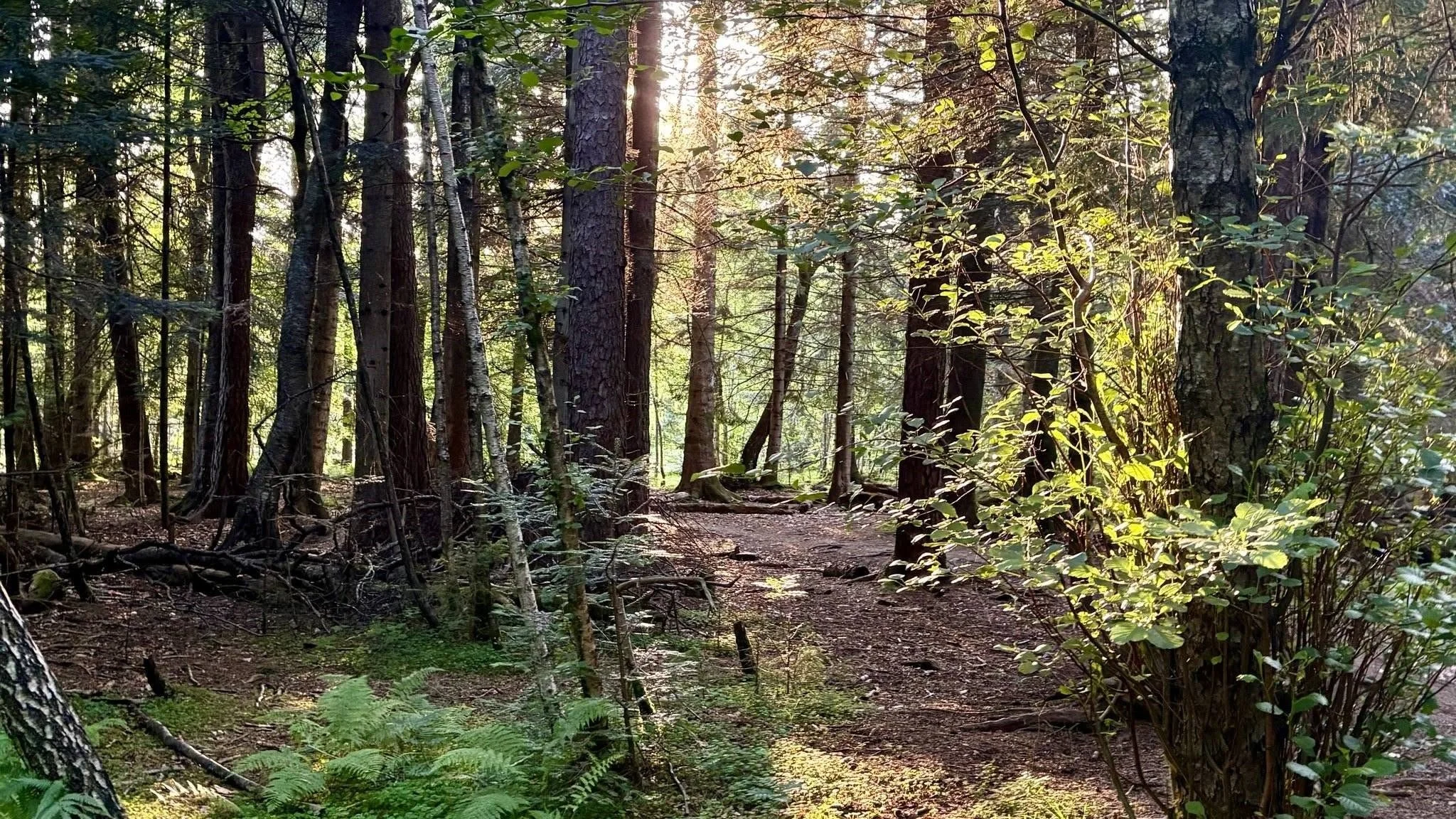 Kultur for skogen