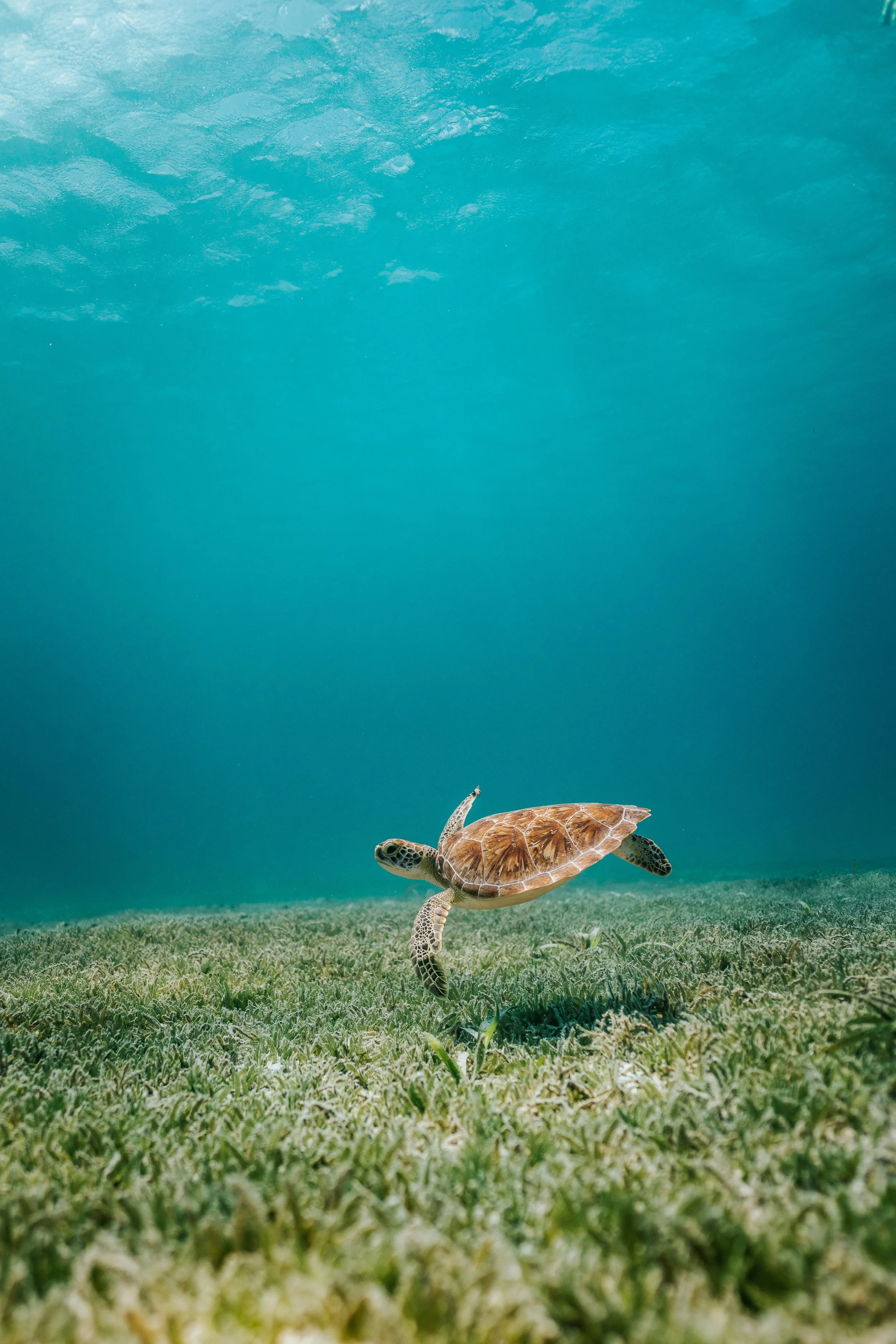 Find sea turtles lazily swimming about all over Aruba