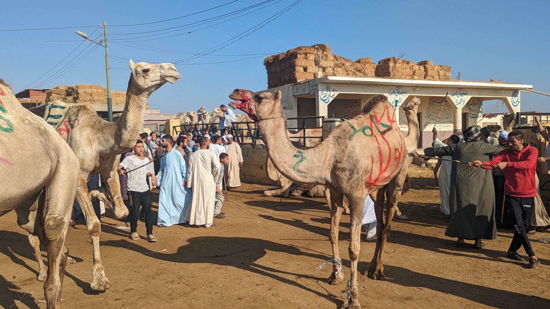 Vegan and Animal Rights Advocate James Cromwell Urges Egypt to End Cruelty to Camels and Horses at Pyramids